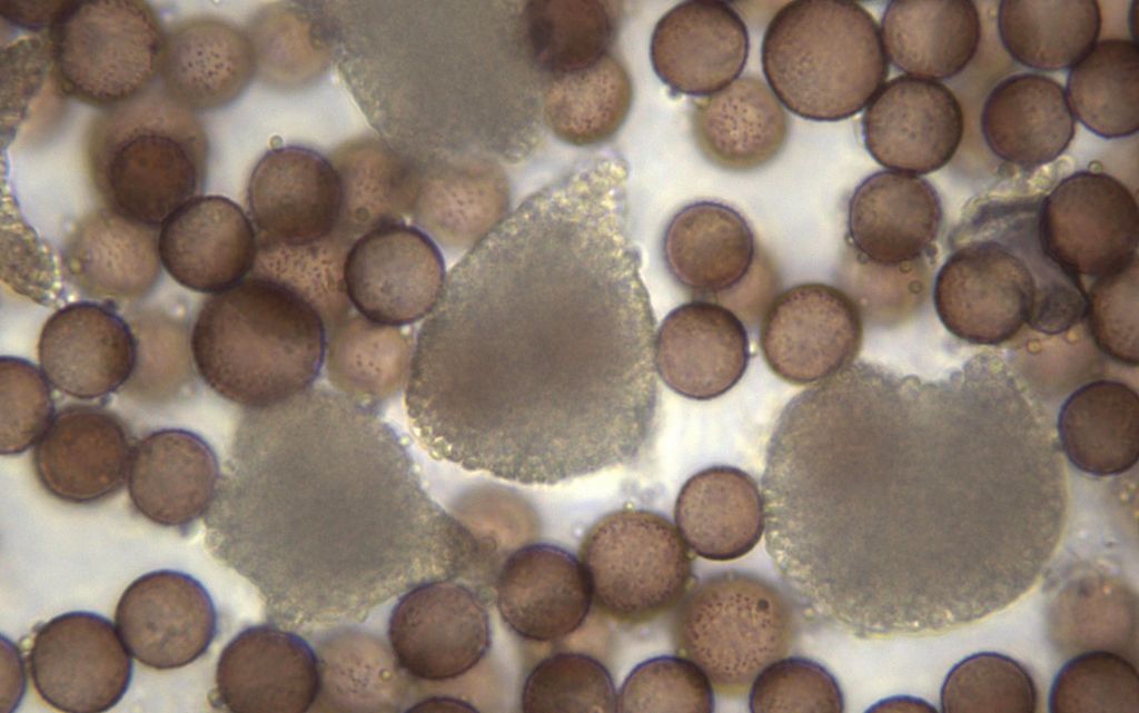 Physarum hongkongense